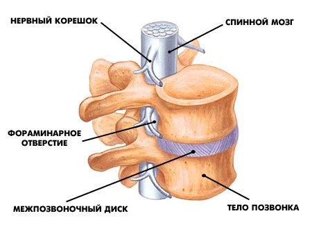 Номенклатура патологий межпозвонковых дисков